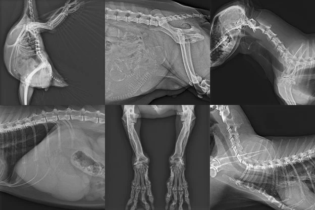 動物・ペットのレントゲン画像 動物・ペットのレントゲン画像